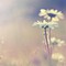 Acoustic Breeze | Folk Guitar Royalty Free Music
